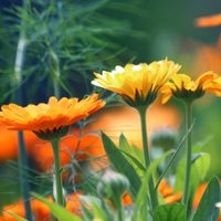 Las plantas que tenés que tener en tu casa si querés alejar a los mosquitos
