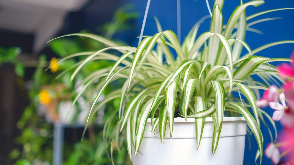 Planta cinta o mala madre. Fuente: (Instagram)