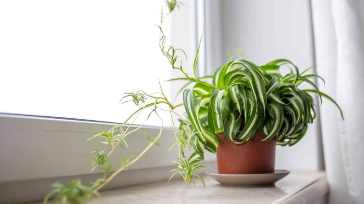 Plantas. Fuente: (X)