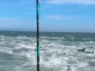 Decenas de tiburones rodean y aterrorizan a pescadores (Video)