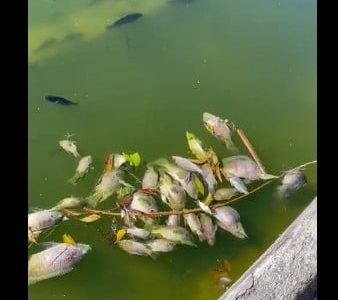 Esto es lo que se sabe sobre la muerte masiva de peces en el Lago de Chapultepec (Videos)