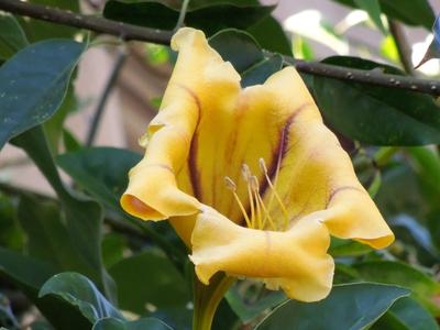 La planta de flores divinas que crece rápido y se adapta muy bien a balcones o jardines