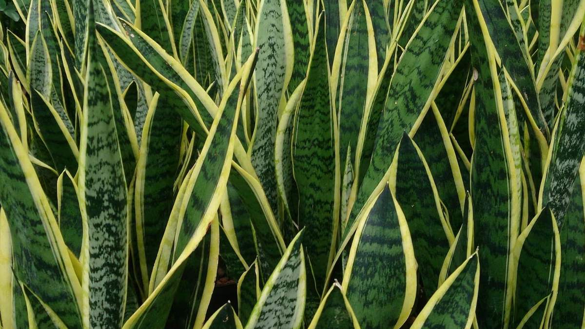 Sansevieria. Fuente: (Instagram).