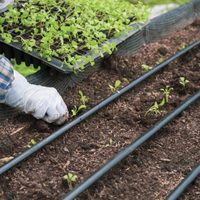 Salí tranquilo: el mejor truco para regar tus plantas si te vas de vacaciones de invierno en familia