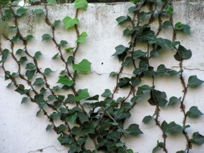 Si tenés una Enamorada del Muro, no dejes crecer sus frutos o lo vas a lamentar por este motivo