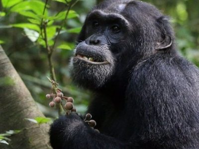 Ciencia: Los chimpancés buscan plantas medicinales cuando están enfermos
