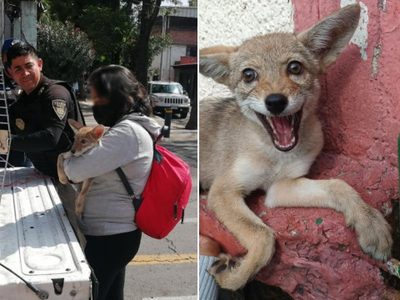 Cachorro de coyote que deambulaba por Azcapotzalco fue rescatado y llevado a zoológico de Coyoacán