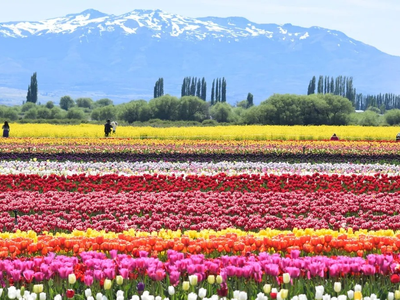 Comenzó la temporada de tulipanes en Trevelín: fechas, entradas y cómo llegar