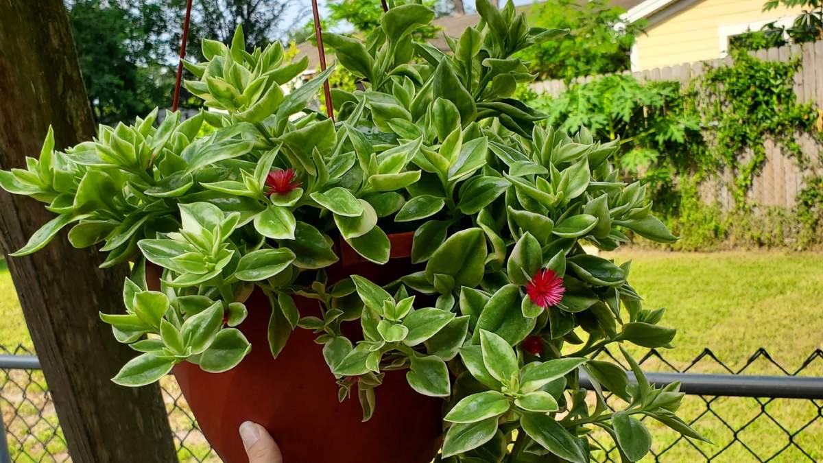 Plantas de moda y fáciles cuidados. Fuente: (X)