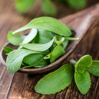 Si estás dejando el azúcar, mirá esta forma súper fácil de preparar stevia casera en pocos minutos y sin tóxicos
