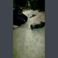 Matan a garrotazos a dos perros en Chiapas; pensaban que tenían rabia (video)