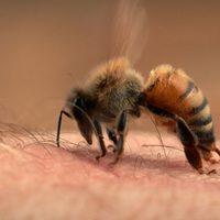 No sufras más: el remedio casero de las abuelas para aliviar las picaduras de abeja en solo unos minutos