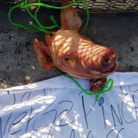 Cabeza de cerdo y amenaza eran para director de Seguridad Penitenciaria: Jesús Orta