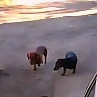 Sus perros salchicha se escaparon y le ladraron a un motociclista: tiene que pagar 600 mil pesos