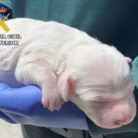Detienen a un hombre por atacar a golpes una camada; dos cachorros murieron y uno fue rescatado