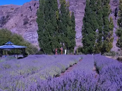 Villa Llanquín se prepara para el Festival de la Cosecha de la Lavanda: cuándo es y qué actividades habrá