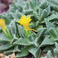 Conocé esta suculenta de flores tan exóticas que ama el otoño