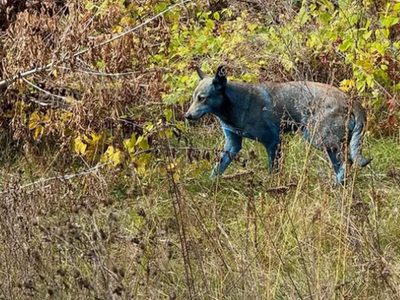Descubren perros de color azul en Chernóbil