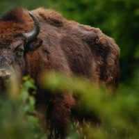 El bisonte europeo vuelve a caminar libremente por el Reino Unido después de miles de años