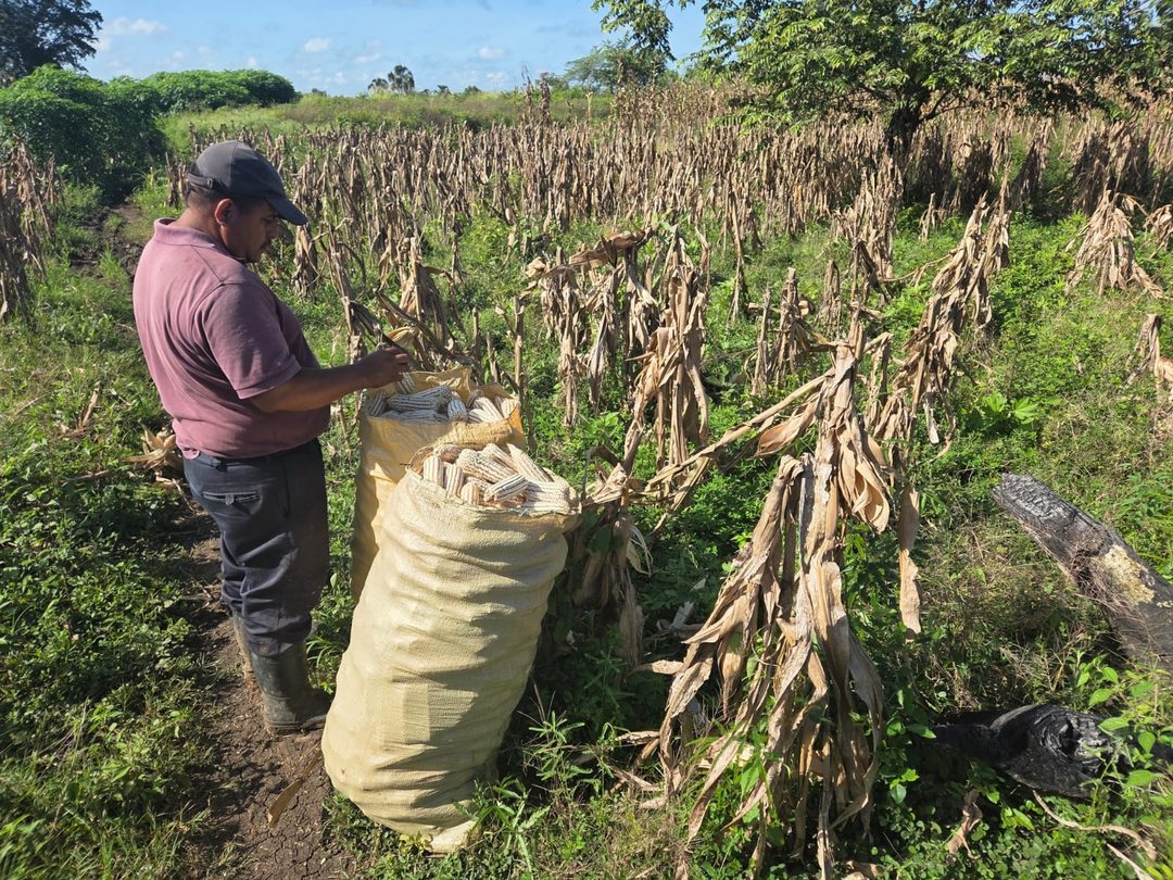 Edwin cosechando maíz para nixtamal.  Foto Claudia V. Arriaga Durán