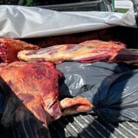 Decomisan 220 kilos de carne en condiciones sanitarias inadecuadas en Junín de los Andes