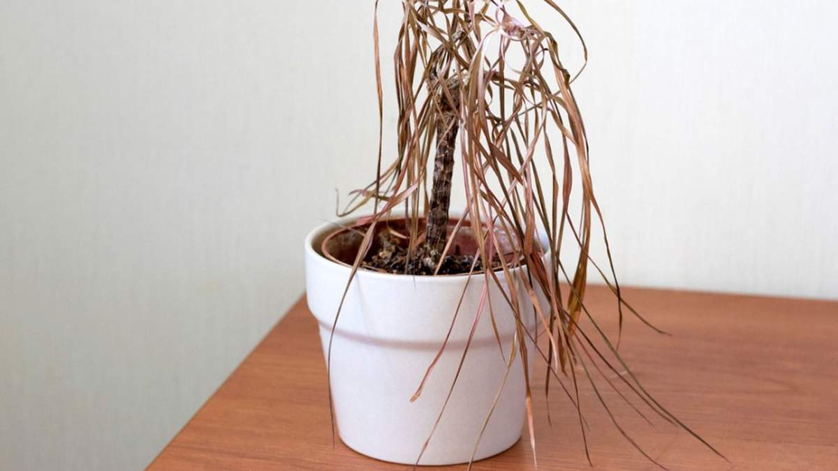 Plantas difíciles de cuidar. Fuente: (Instagram)