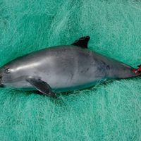 Vaquita marina al borde de la extinción; WWF llama a la acción