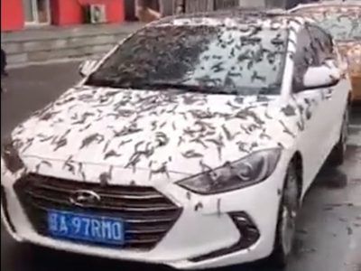 “Lluvia de gusanos” causa conmoción en China: esto es lo que se sabe (Video)