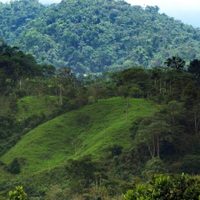 Bosques tropicales mantienen el planeta un grado Celsius más fresco