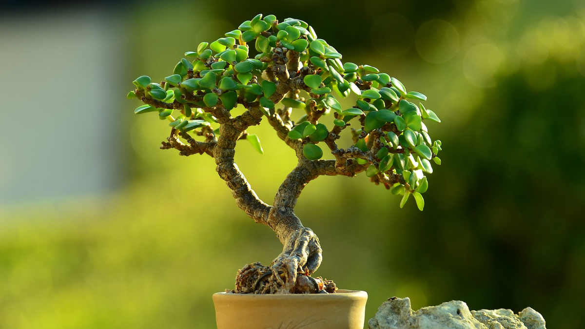 Árbol de Jade. Fuente: (Instagram)