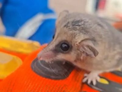 Rescataron a un monito de monte en Neuquén luego de hallarlo en la zona petrolera de Añelo