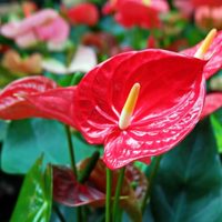 Anthurium roja: la planta de interior más hermosa y colorida que florece todo el año