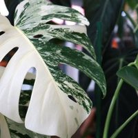 Prestá atención: las 3 razones por las que tus plantas se llenan de manchas blancas