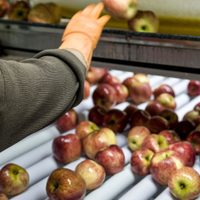 Llegan miles de trabajadores golondrinas a Alto Valle: cuáles serán las medidas sanitarias