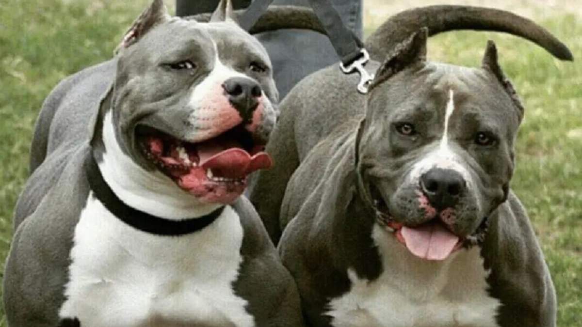 Los perros de la raza pitbull son considerados peligrosos. Fuente: (Los Andes)