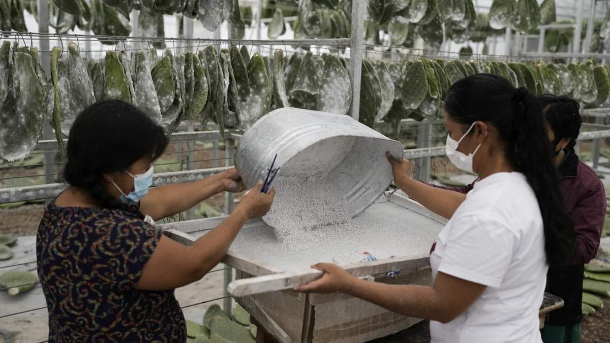 Las cochinillas retiradas se pasan al tamiz