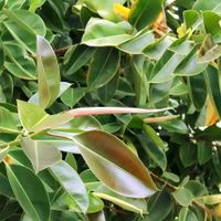 Una especie tropical de fácil cuidado: la planta que está de moda y no puede faltar en tu living