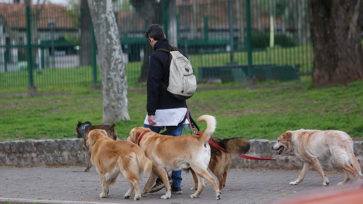 Paseador de perro.