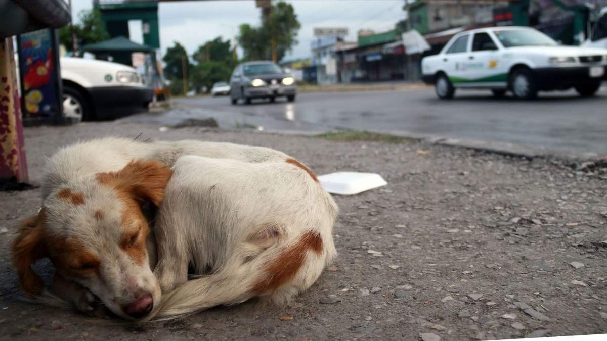 Congreso de Edomex impulsa medidas contra abandono y maltrato animal