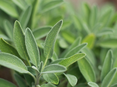 El truco para reproducir tu Salvia y sacar muchas plantas de una sola