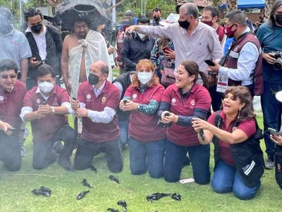 Alcaldes morenistas liberan a ajolotes... y terminan denunciados ante la Procuraduría Ambiental