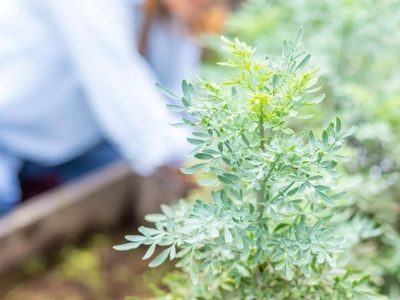 Las plantas que crecen muy rápido, son fáciles de cuidar y mejoran la calidad de vida de todos en casa