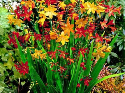 Conocé la planta que resiste a las bajas temperaturas y que es ideal para darle un toque naturalista a tu jardín