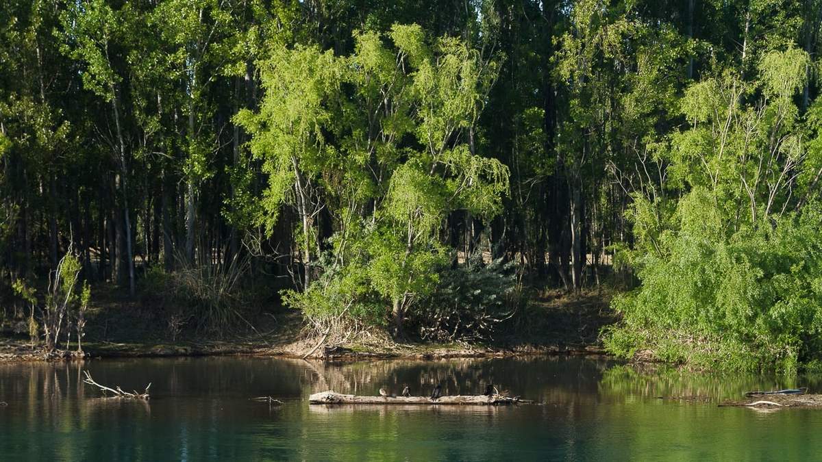 Primavera en el río Limay. Fuente: (Emiliano Ortiz)