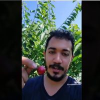 Se vuelve viral video de mexicano que gana 3 mil pesos diarios en la pizca de cereza en Canadá