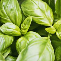 Si tenés estas hierbas en casa o las compras: prepará este increíble ritual para limpiar tus energías