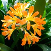 La planta que da espectaculares y llamativas flores, que es ideal para el jardín y que necesita pocos cuidados