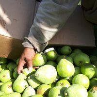 Cosecha Neuquén: piden a trabajadores golondrina no viajar al El Chañar sin contrato previo