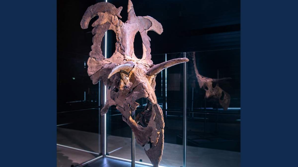 Lokiceratops rangiformis