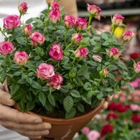 Las Rosas más pequeñas que sobreviven en macetas y son perfectas para decorar: conocé sus cuidados